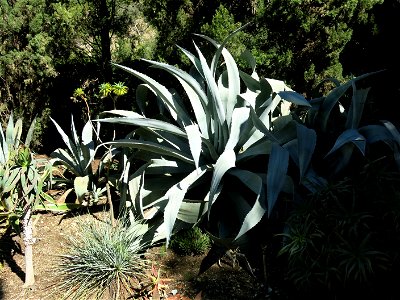 Large Agave americana in the domaine des Colombières (Alpes-Maritimes, France). photo