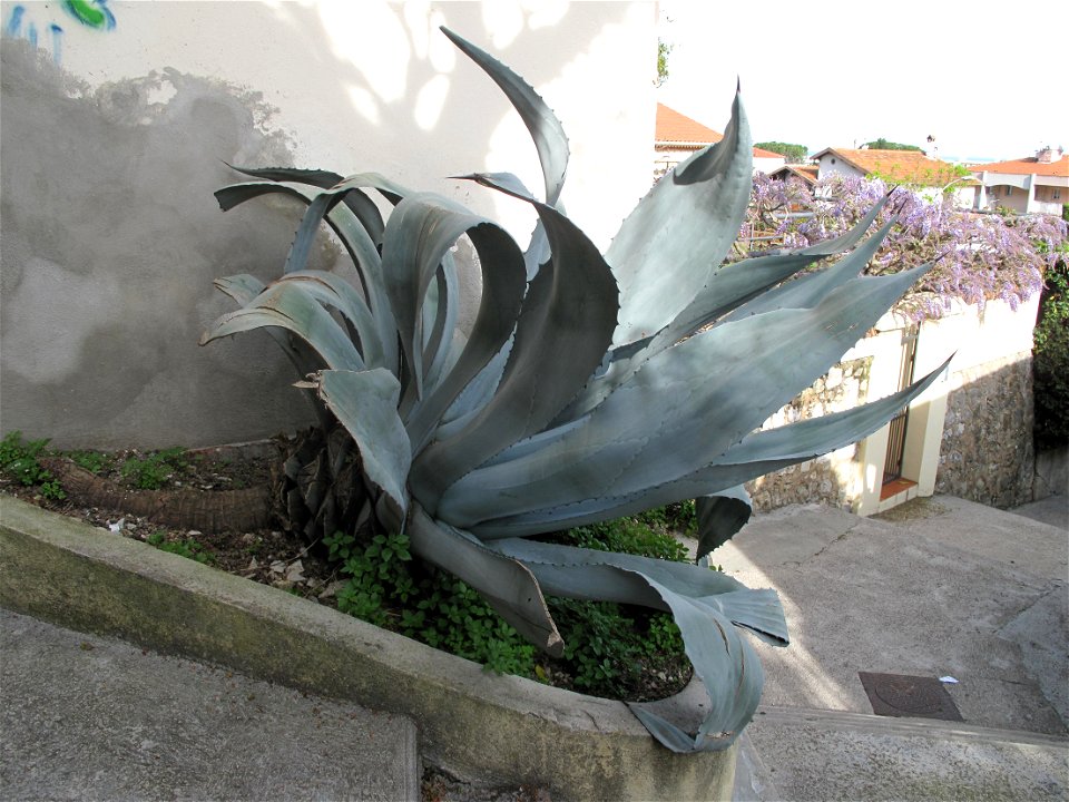 Large specimen of Agave americana at the bottom of the chemin des Pins in Roquebrune-Cap-Martin (Alpes-Maritimes, France).
