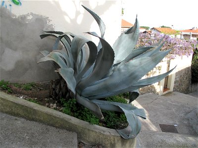 Large specimen of Agave americana at the bottom of the chemin des Pins in Roquebrune-Cap-Martin (Alpes-Maritimes, France). photo