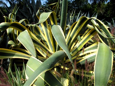A large variegated Agave - Agave americana variegata - growing in a garden in the Los Angeles area, Southern California.