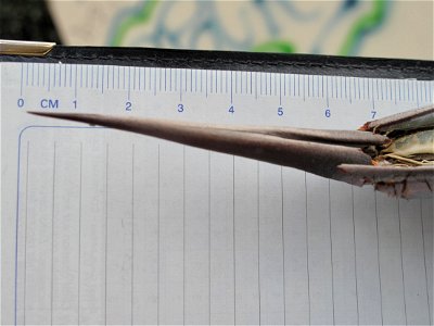 Terminal thorn on a leaf of Agave americana. photo