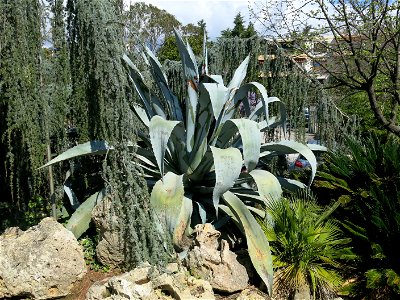 Parc Olbius Riquier - Large Agave americana. Hyères (Var, France). photo