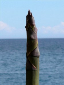 Summit of a floral blossom of Agave americana. In the wild, near Menton (Alpes-Maritimes, France) photo