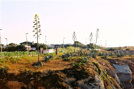 Cliffs with Agaves photo