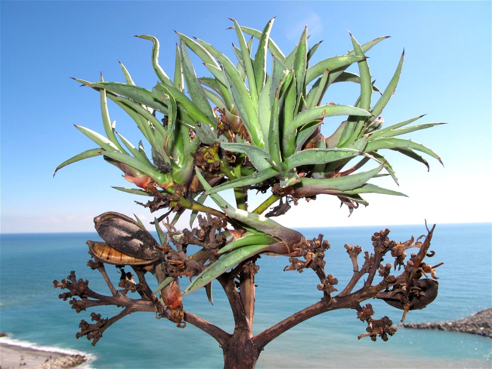 Floral stem of Agave americana. The photo shows that theses hamp bear both pods of seeds and small offsprings which will fall onto the ground and grow.