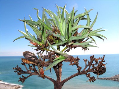Floral stem of Agave americana. The photo shows that theses hamp bear both pods of seeds and small offsprings which will fall onto the ground and grow.