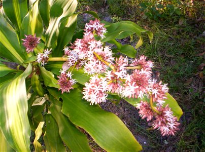 Dracaena fragrans Massangeana in bloom at Cocoa, Florida, USA. photo