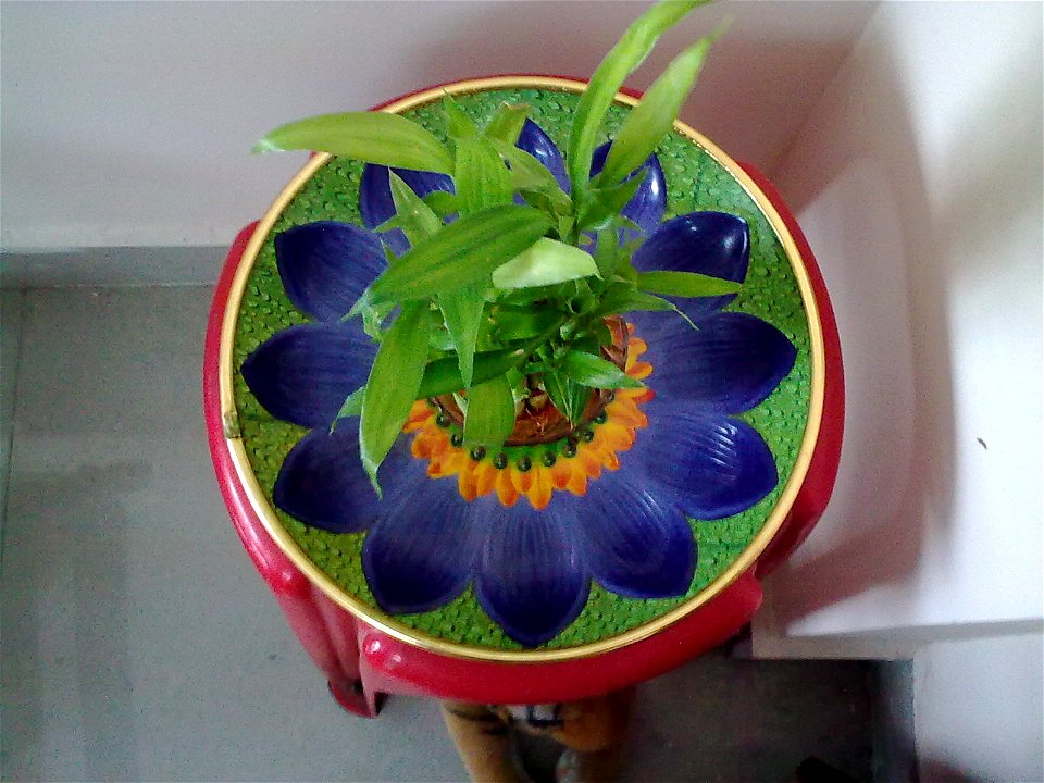 a photograph named,(indoor )lucky bamboo,by yhe uploader