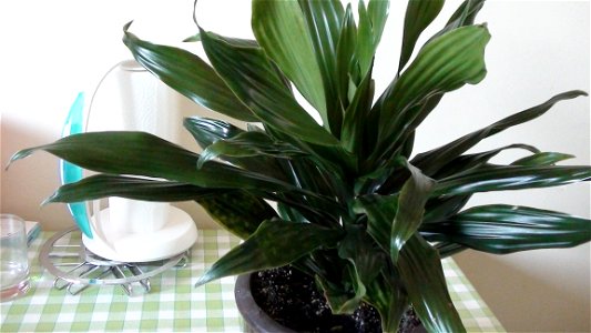 ma plante verte dont je ne sais plus le nom