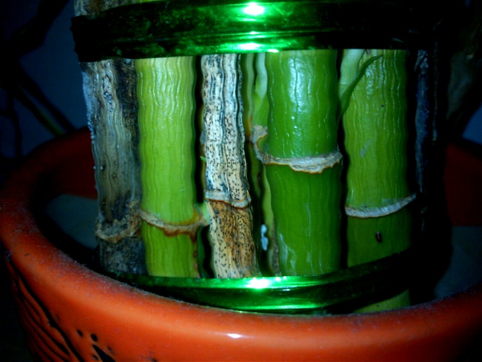 A lucky bamboo that decayed.