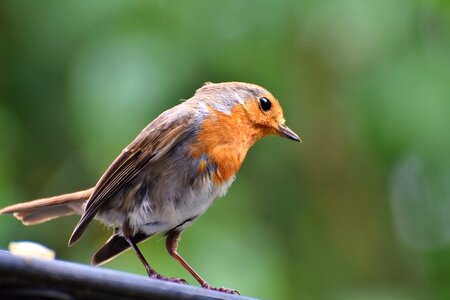 Animal small bird nature