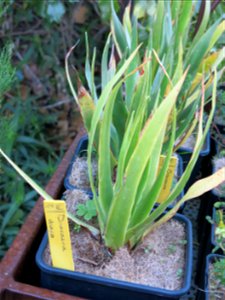 Domaine du Rayol - Seedlings of Dracaena draco. Rayol-Canadel-sur-Mer (Var, France).