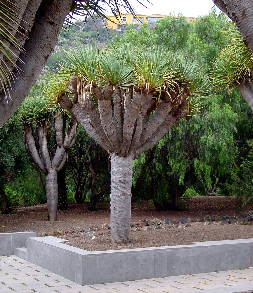 Dracaena draco. Photo taken in the Jardin Botanico Canario, Gran Canaria 
Camera location28° 03′ 50.52″ N, 15° 27′ 46.8″ W View this and other nearby images on: Open