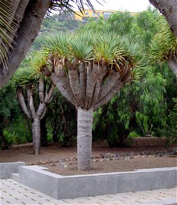 Dracaena draco. Photo taken in the Jardin Botanico Canario, Gran Canaria 
Camera location28° 03′ 50.52″ N, 15° 27′ 46.8″ W View this and other nearby images on: Open