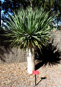 Botanical speciment in the Jardín Botánico de Barcelona - Barcelona, Spain. photo