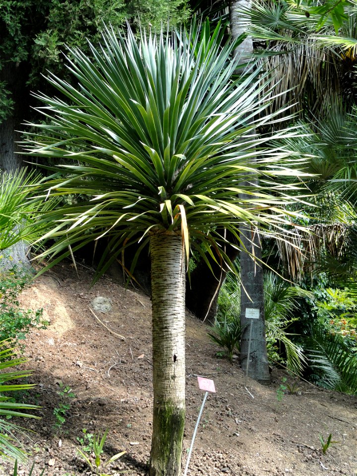 Dracaena draco specimen in the Jardin botanique du Val Rahmeh, Menton, Alpes-Maritimes, France.