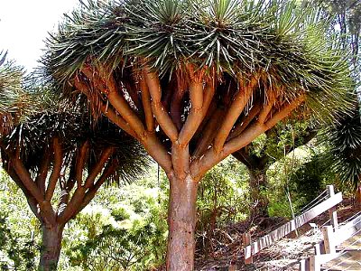 Image title: Dragons blood trees Image from Public domain images website, http://www.public-domain-image.com/full-image/flora-plants-public-domain-images-pictures/trees-public-domain-images-pictures/d photo
