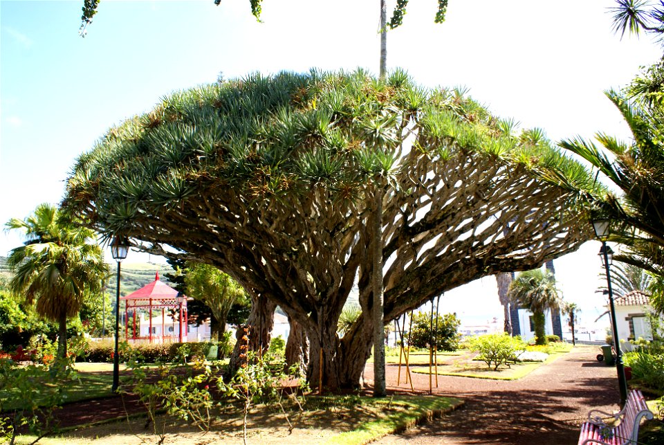 Dragoeiros (Dracaena draco), in the Garden of Florêncio Terra, Matriz, Horta, Faial (Azores), Portugal 1