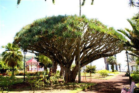 Dragoeiros (Dracaena draco), in the Garden of Florêncio Terra, Matriz, Horta, Faial (Azores), Portugal 1