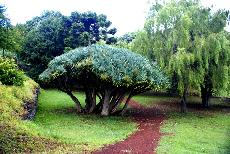 Dragueiros, Conceição Park, Conceição, Horta, Faial (Azores), Portugal