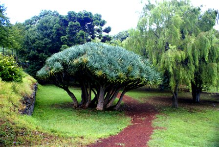 Dragueiros, Conceição Park, Conceição, Horta, Faial (Azores), Portugal photo