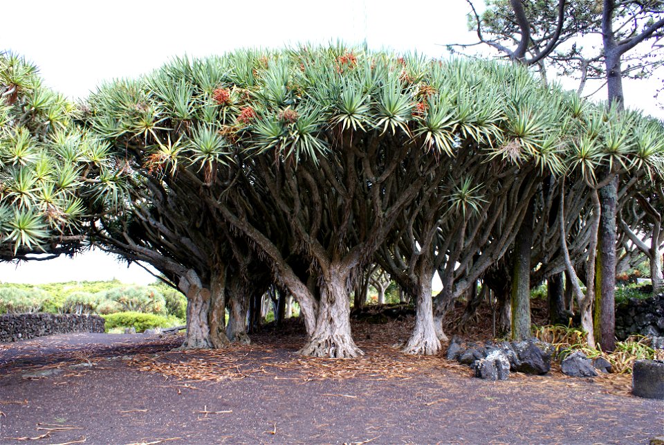 Dragon tree (Dracaena draco) in the Museu do Vinho do Pico, estimated at between 500-1000 years old, Lagido, Santa Luzia, municipality of São Roque do Pico, Pico, Azores (Portugal)