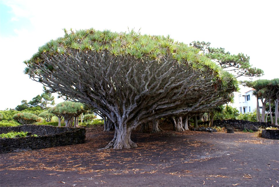 Dragon trees (Dracaena draco) at the Museu do Vinho do Pico, estimated between 500-1000 anos, Lagido, Santa Luzia, municipality of Madalena, Pico, Azores (Portugal)