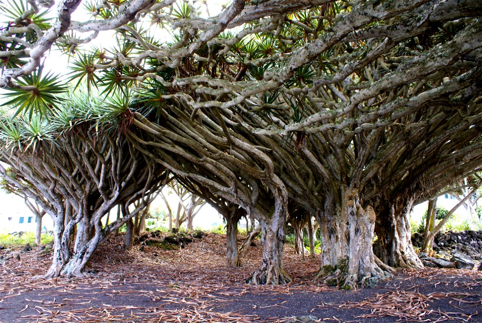 Dragon trees (Dracaena draco) at the Museu do Vinho do Pico, estimated between 500-1000 anos, Lagido, Santa Luzia, municipality of Madalena, Pico, Azores (Portugal)