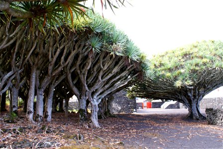 Dragon trees (Dracaena draco) at the Museu do Vinho do Pico, estimated between 500-1000 anos, Lagido, Santa Luzia, municipality of Madalena, Pico, Azores (Portugal)