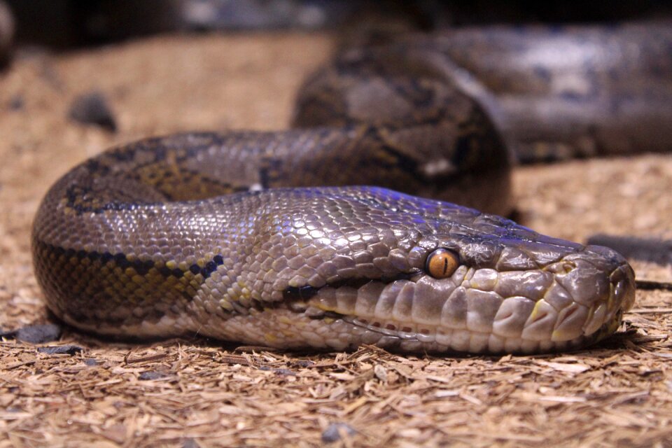 Wildlife animal python
