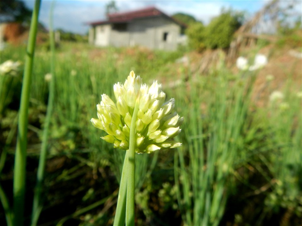 Vegetable plantations in Taal, Pulilan, Bulacan