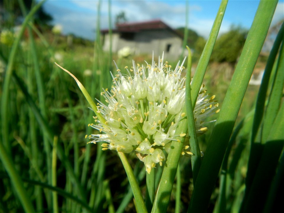 Vegetable plantations in Taal, Pulilan, Bulacan