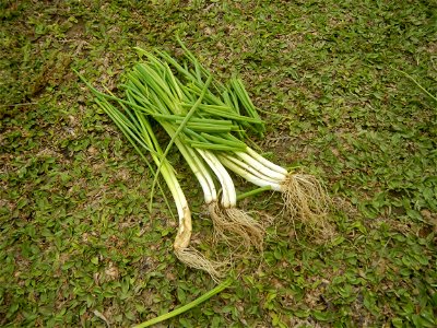Spring onions in the Philippines Talbos ng Sayote Chayote Celery (Philippines) Celery Umbelliferae Kintsay Apium graveolens L. Celery Fan qin cai Sibuyas na Murà - Sibuyas Tagalog (Scallions) Sibuyas 