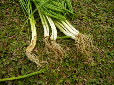 Spring onions in the Philippines Talbos ng Sayote Chayote Celery (Philippines) Celery Umbelliferae Kintsay Apium graveolens L. Celery Fan qin cai Sibuyas na Murà - Sibuyas Tagalog (Scallions) Sibuyas 