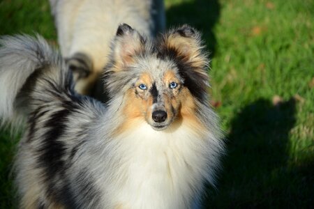 Bitch nobility blue color blue merle young female photo