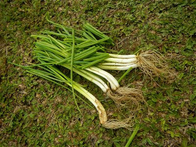 Spring onions in the Philippines Talbos ng Sayote Chayote Celery (Philippines) Celery Umbelliferae Kintsay Apium graveolens L. Celery Fan qin cai Sibuyas na Murà - Sibuyas Tagalog (Scallions) Sibuyas 