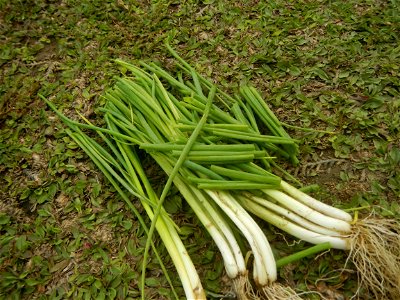 Spring onions in the Philippines Talbos ng Sayote Chayote Celery (Philippines) Celery Umbelliferae Kintsay Apium graveolens L. Celery Fan qin cai Sibuyas na Murà - Sibuyas Tagalog (Scallions) Sibuyas 