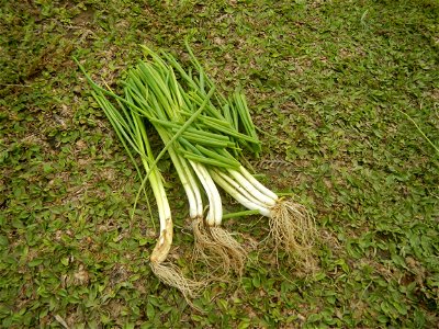 Spring onions in the Philippines Talbos ng Sayote Chayote Celery (Philippines) Celery Umbelliferae Kintsay Apium graveolens L. Celery Fan qin cai Sibuyas na Murà - Sibuyas Tagalog (Scallions) Sibuyas 