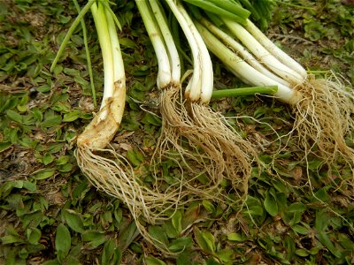 Spring onions in the Philippines Talbos ng Sayote Chayote Celery (Philippines) Celery Umbelliferae Kintsay Apium graveolens L. Celery Fan qin cai Sibuyas na Murà - Sibuyas Tagalog (Scallions) Sibuyas 