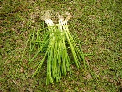 Spring onions in the Philippines Talbos ng Sayote Chayote Celery (Philippines) Celery Umbelliferae Kintsay Apium graveolens L. Celery Fan qin cai Sibuyas na Murà - Sibuyas Tagalog (Scallions) Sibuyas 