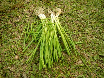 Spring onions in the Philippines Talbos ng Sayote Chayote Celery (Philippines) Celery Umbelliferae Kintsay Apium graveolens L. Celery Fan qin cai Sibuyas na Murà - Sibuyas Tagalog (Scallions) Sibuyas 