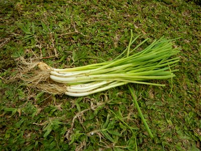 Spring onions in the Philippines Talbos ng Sayote Chayote Celery (Philippines) Celery Umbelliferae Kintsay Apium graveolens L. Celery Fan qin cai Sibuyas na Murà - Sibuyas Tagalog (Scallions) Sibuyas 