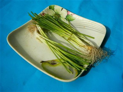 Spring onions in the Philippines Talbos ng Sayote Chayote Celery (Philippines) Celery Umbelliferae Kintsay Apium graveolens L. Celery Fan qin cai Sibuyas na Murà - Sibuyas Tagalog (Scallions) Sibuyas 