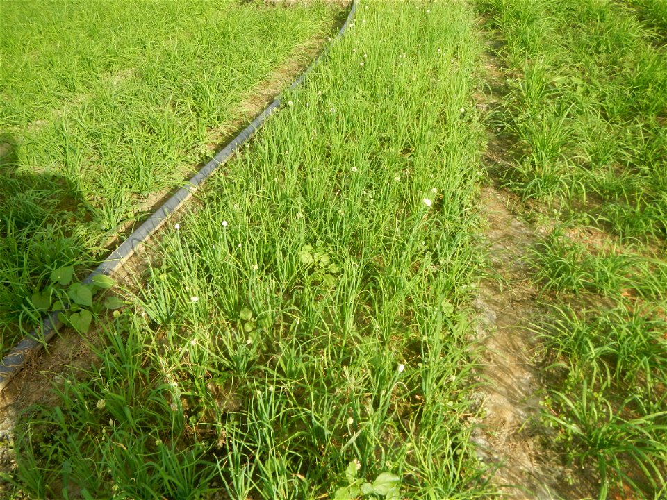 Vegetable plantations in Taal, Pulilan, Bulacan including the Scallion  Sibuyas na mura – green onion, scallion, berdeng sibuyas Spring onions(Philippines)Allium tuberosum (Philippines) Allium tuberos