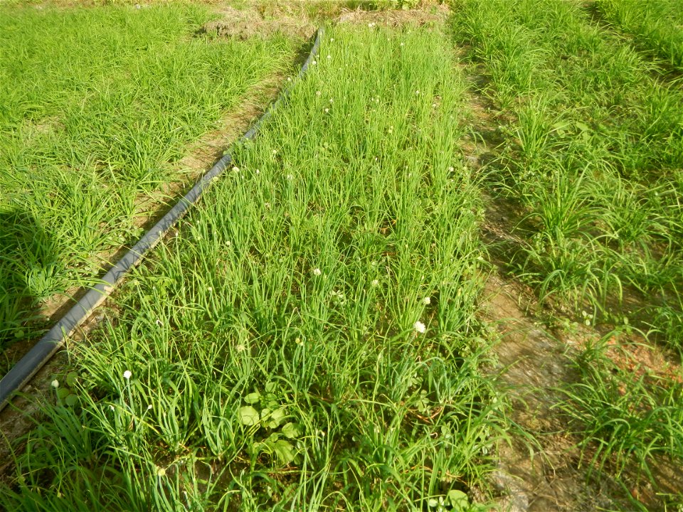 Vegetable plantations in Taal, Pulilan, Bulacan including the Scallion  Sibuyas na mura – green onion, scallion, berdeng sibuyas Spring onions(Philippines)Allium tuberosum (Philippines) Allium tuberos