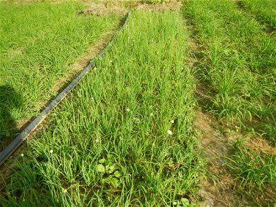 Vegetable plantations in Taal, Pulilan, Bulacan including the Scallion  Sibuyas na mura – green onion, scallion, berdeng sibuyas Spring onions(Philippines)Allium tuberosum (Philippines) Allium tuberos