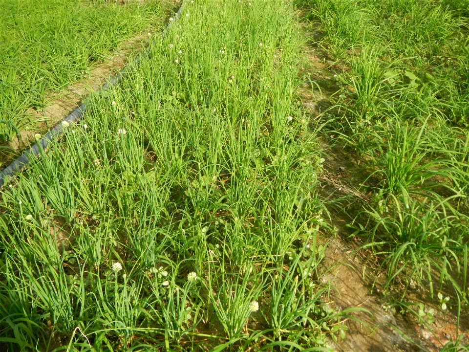 Vegetable plantations in Taal, Pulilan, Bulacan including the Scallion  Sibuyas na mura – green onion, scallion, berdeng sibuyas Spring onions(Philippines)Allium tuberosum (Philippines) Allium tuberos