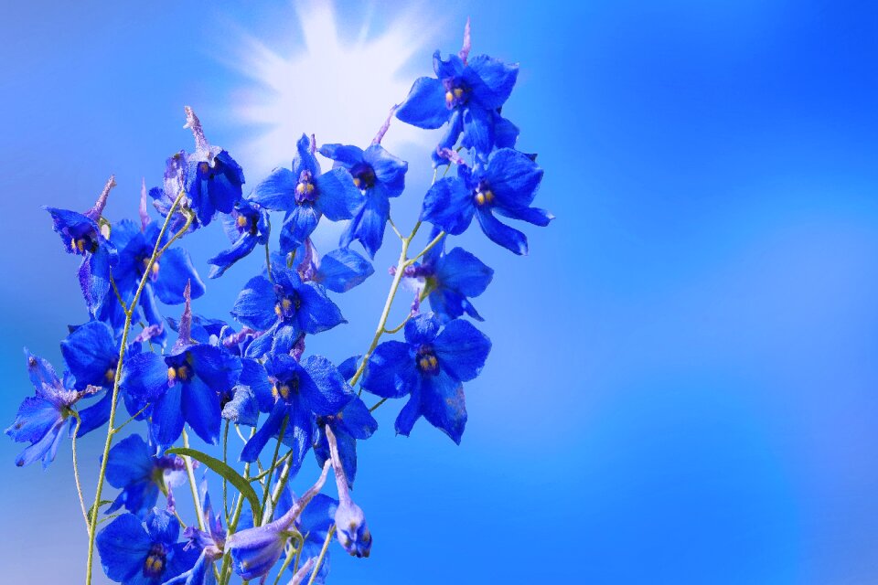 Bloom larkspur flower garden