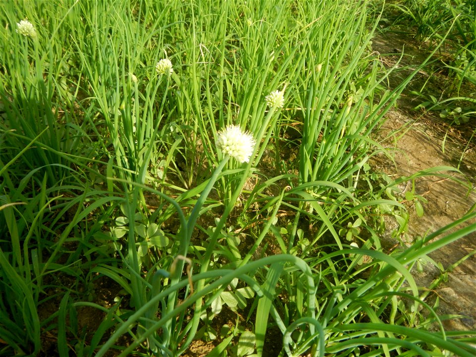Vegetable plantations in Taal, Pulilan, Bulacan including the Scallion  Sibuyas na mura – green onion, scallion, berdeng sibuyas Spring onions(Philippines)Allium tuberosum (Philippines) Allium tuberos