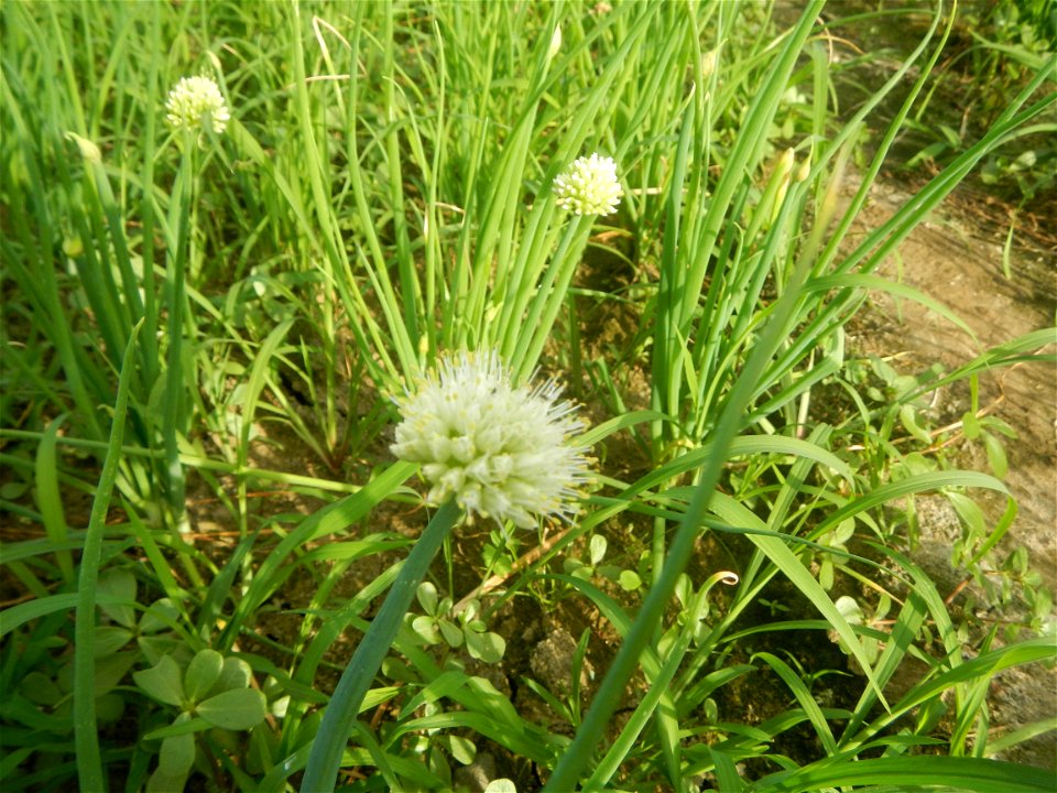 Vegetable plantations in Taal, Pulilan, Bulacan including the Scallion  Sibuyas na mura – green onion, scallion, berdeng sibuyas Spring onions(Philippines)Allium tuberosum (Philippines) Allium tuberos
